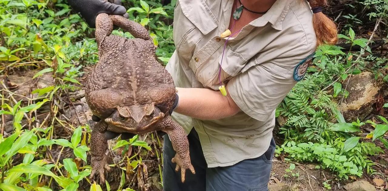 オーストラリアで発見された超巨大オオヒキガエル | ギズモード・ジャパン