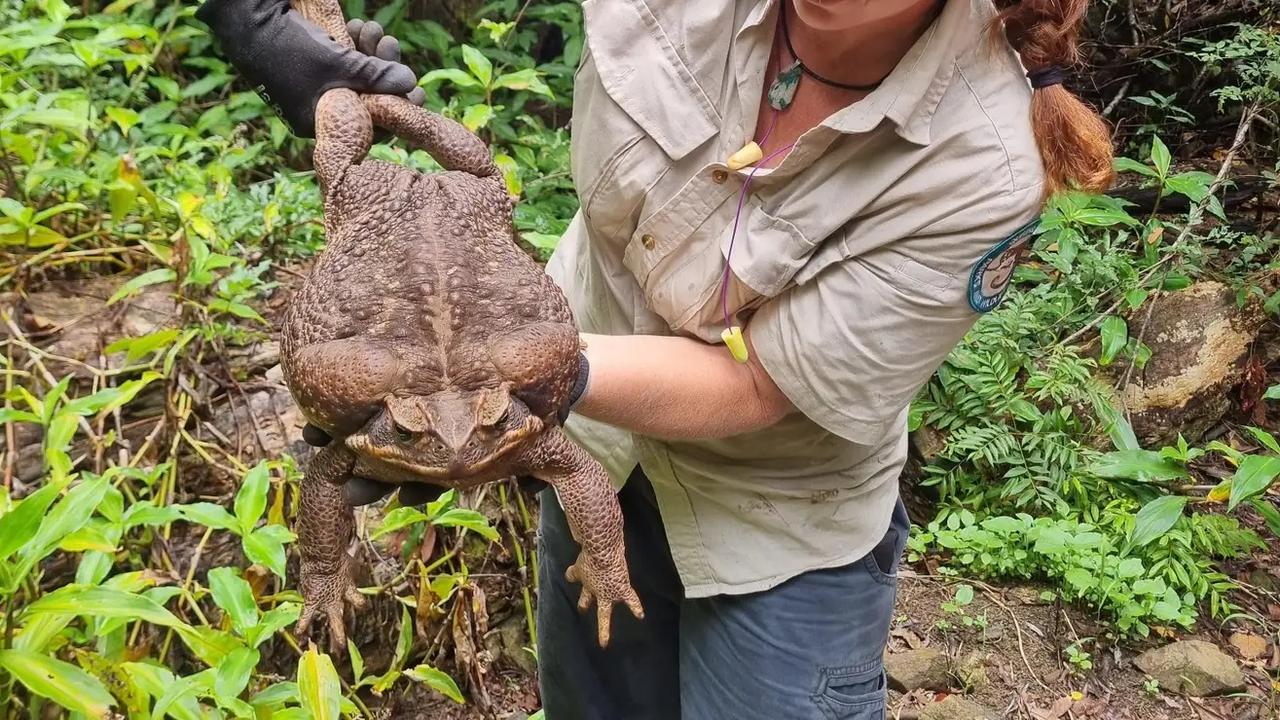 オーストラリアで発見された超巨大オオヒキガエル | ギズモード・ジャパン