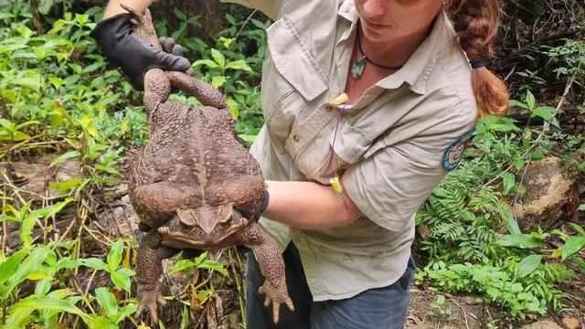 オーストラリアで発見された超巨大オオヒキガエル | ギズモード・ジャパン