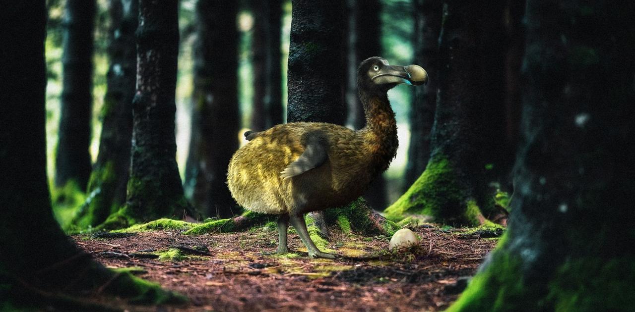｢絶滅した幻の鳥、ドードーを復活させる｣遺伝子工学企業の挑戦