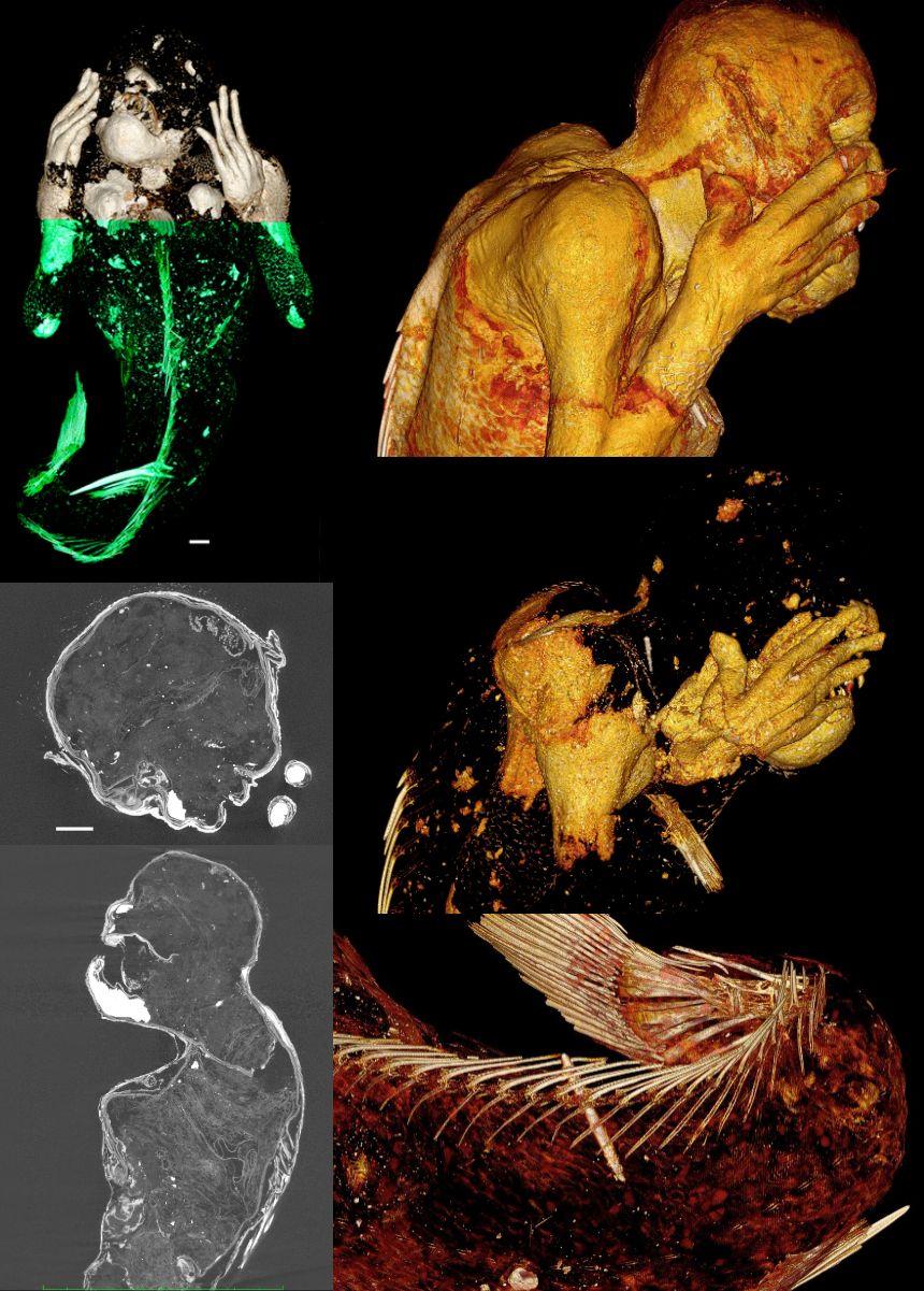 人魚のミイラ｣に科学のメスが入った結果 | ギズモード・ジャパン