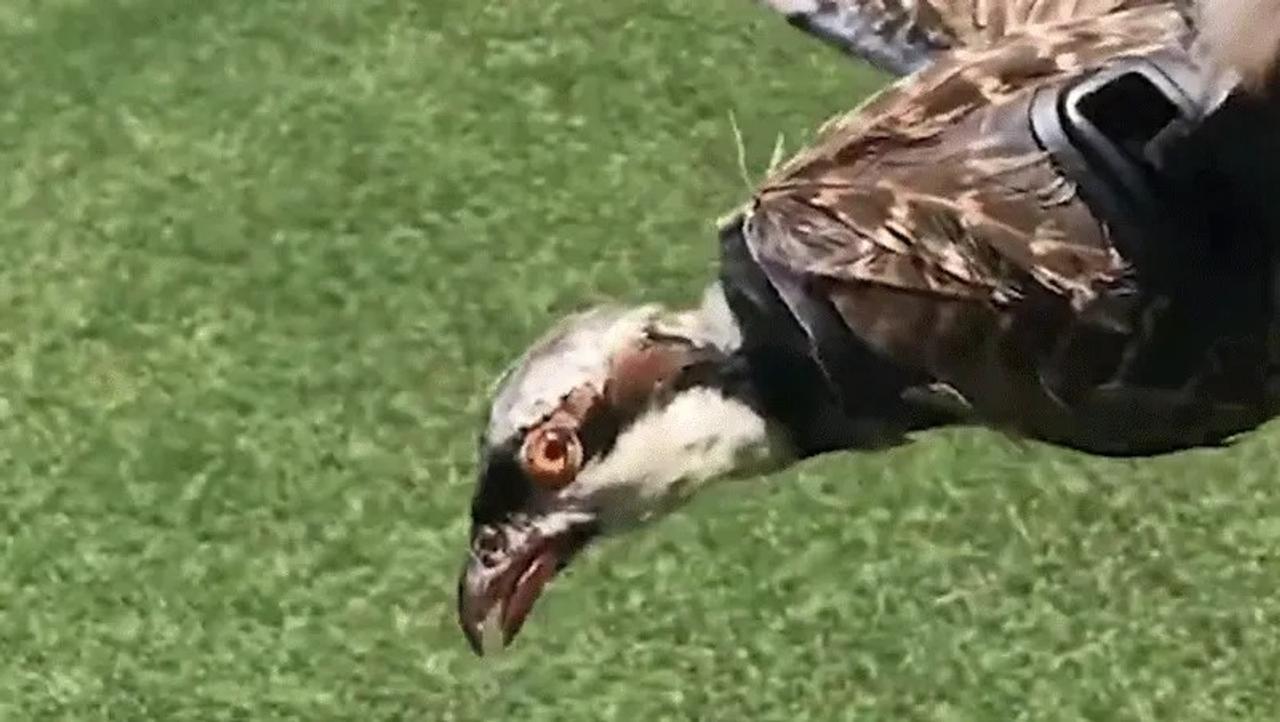 大特価！ 鷲 30cm ❤️特大❤️バカラ 鳥 ワシ 鷲 鷹 イーグル ...