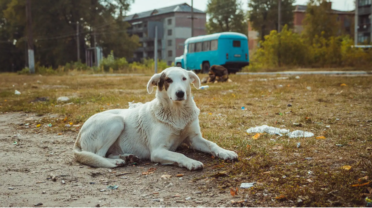 チェルノブイリで暮らす犬たちはDNAに原発事故の影響が残っている