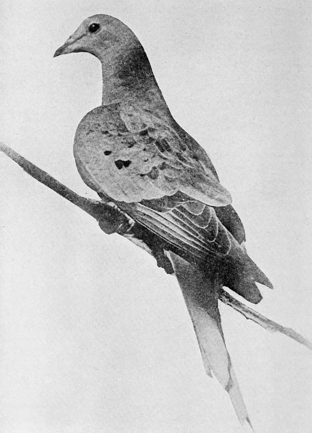 Martha the passenger pigeon