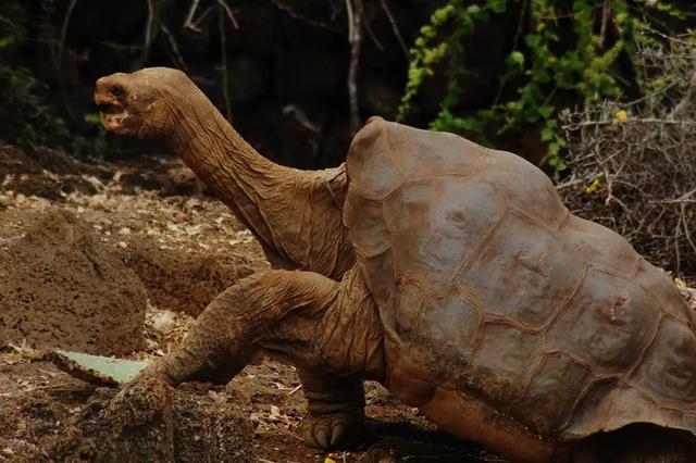 Lonesome George 02