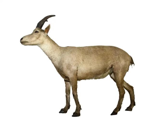 Celia the Pyrenean ibex