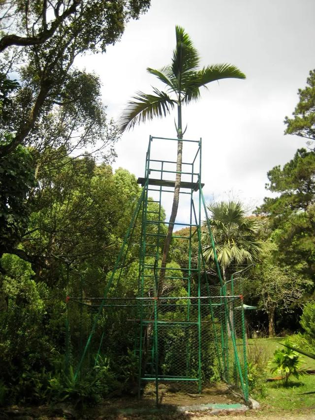 The Loneliest Palm the palm tree