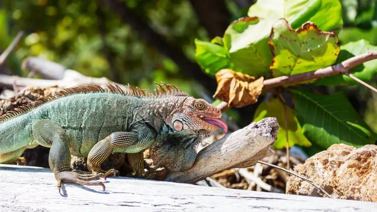 イグアナにケーキを盗まれ手を齧られた→珍しい感染症に