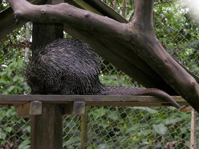 230404animal-007-02