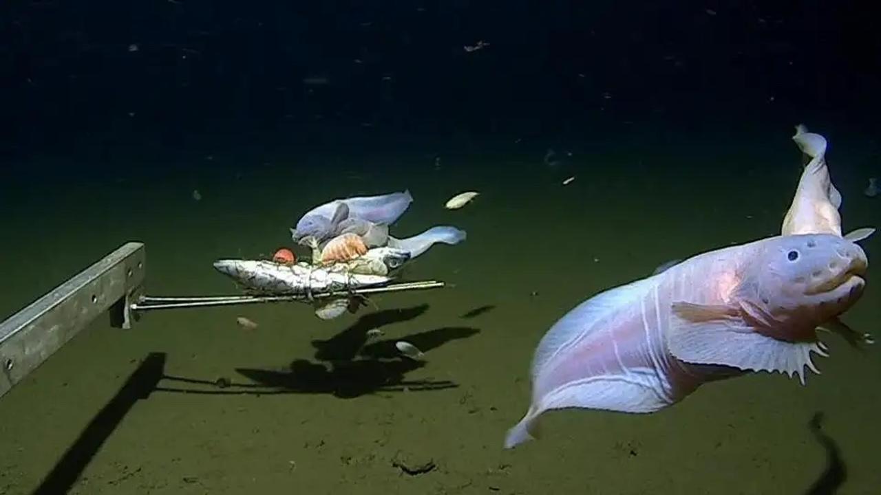 世界新記録！ 日本の水深8,000メートルで撮影された超深海魚