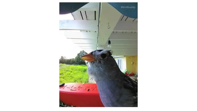 230413bird-04