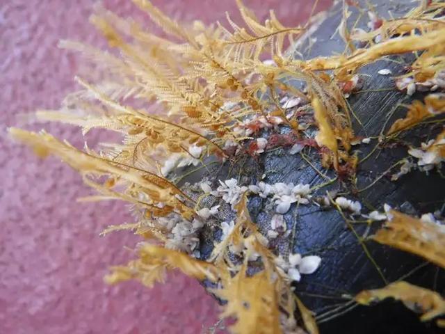 Aglaophenia pluma and open-ocean gooseneck barnacles Lepas