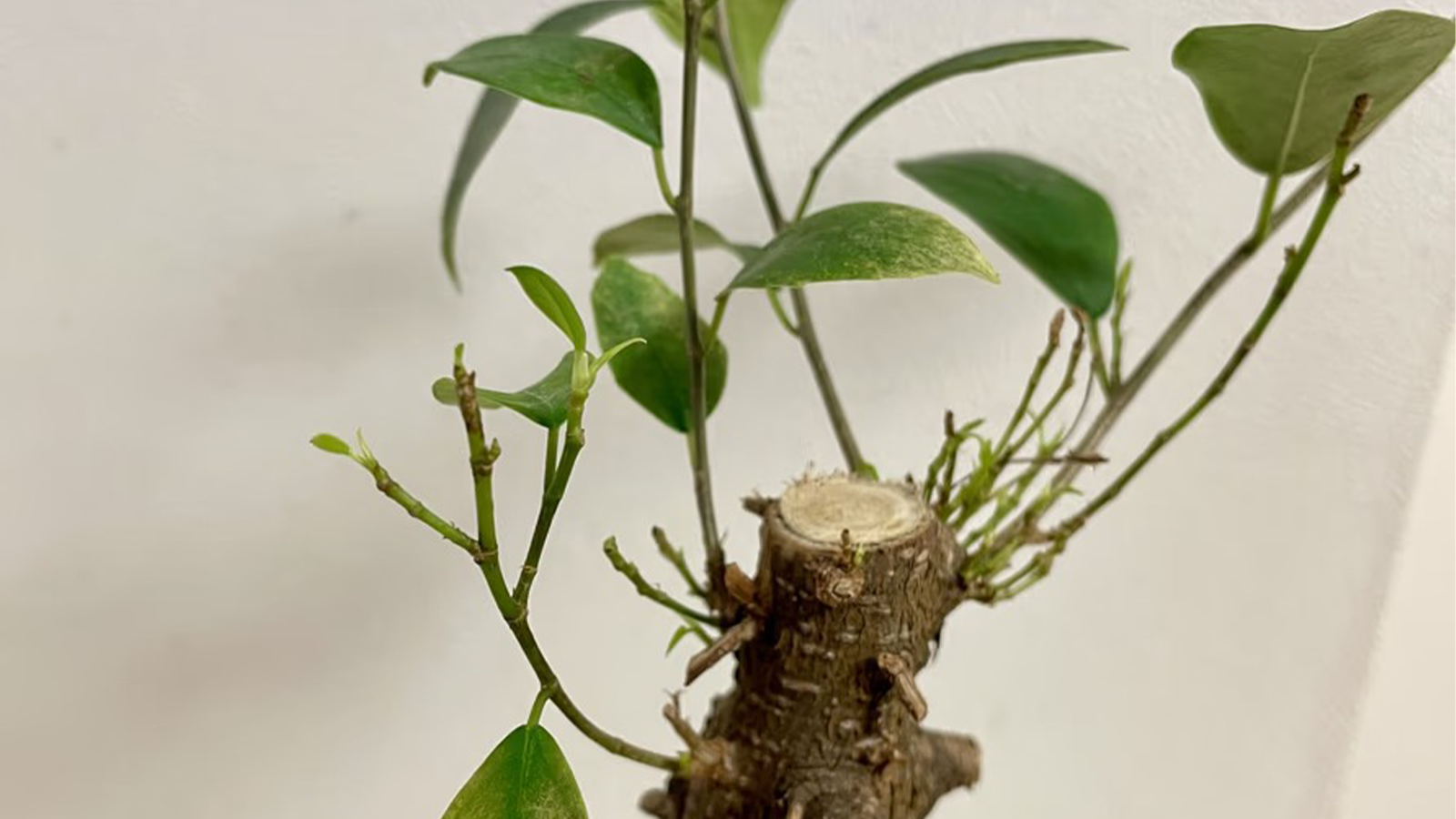 我が家の観葉植物たち、｢HITOHACHI｣のサポートでぐんぐん元気に