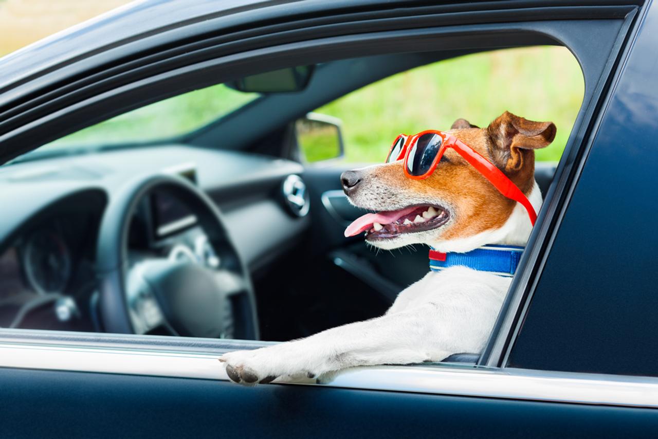 スピード違反で止められた男性、犬を運転席に座らせて逃げる