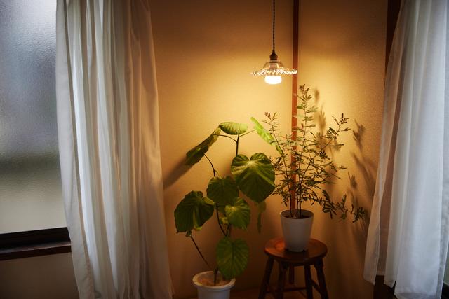 20230531_PLANTSLIGHT60_5