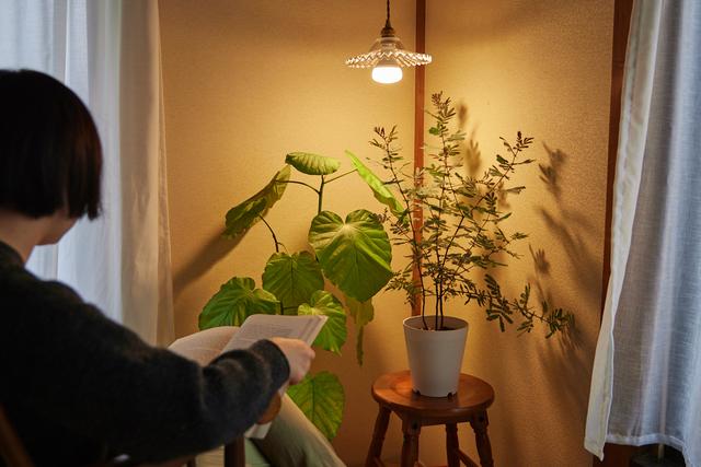 20230531_PLANTSLIGHT60_8