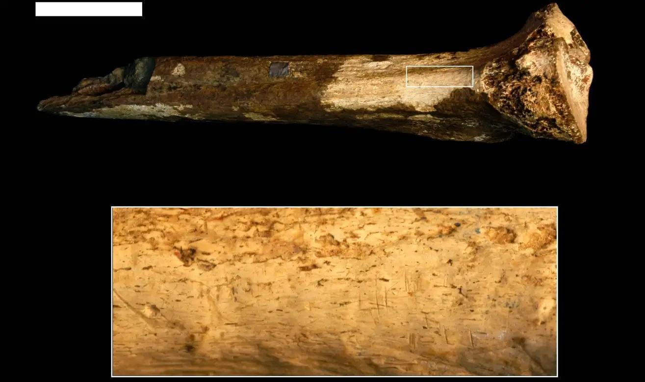 考古学チームが発見、145万年前のヒト族の骨に石器による切断痕