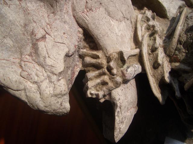 fossil-mammal-preying-beaked-dinosaur-001