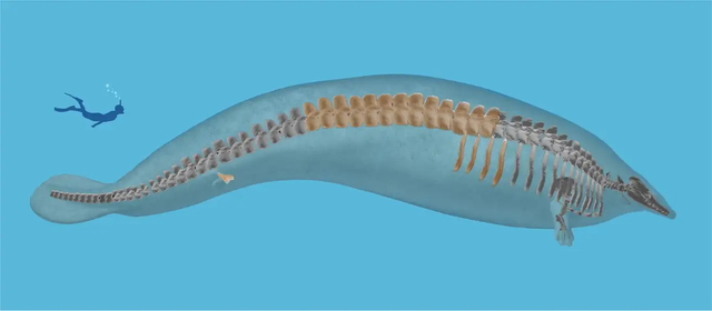 20230803whale2-1