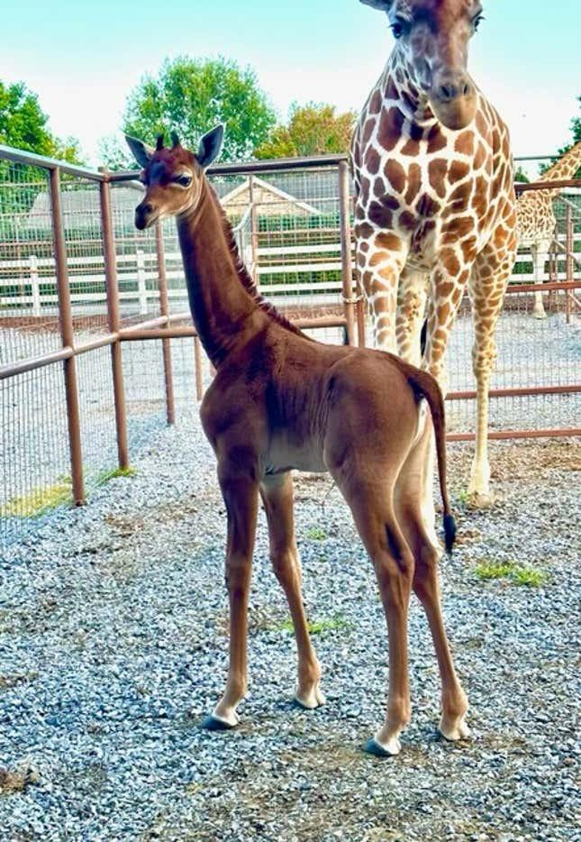 飼育下では唯一のもようのないキリン誕生 | ギズモード・ジャパン