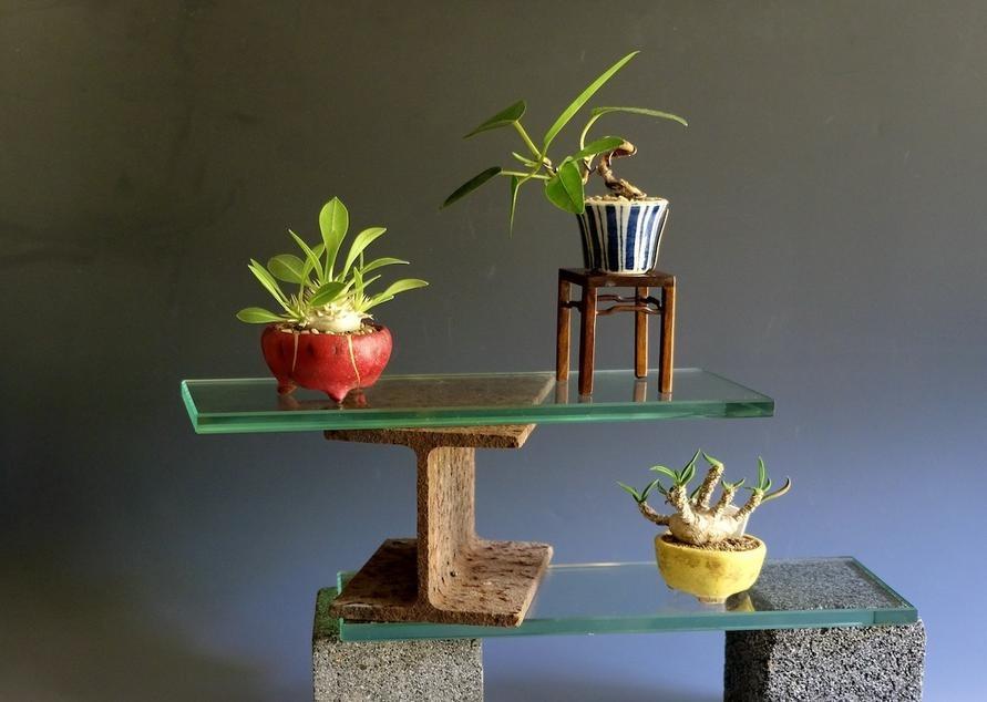 忙しくても育てられる塊根植物「コーデックス」のススメ。盆栽としても
