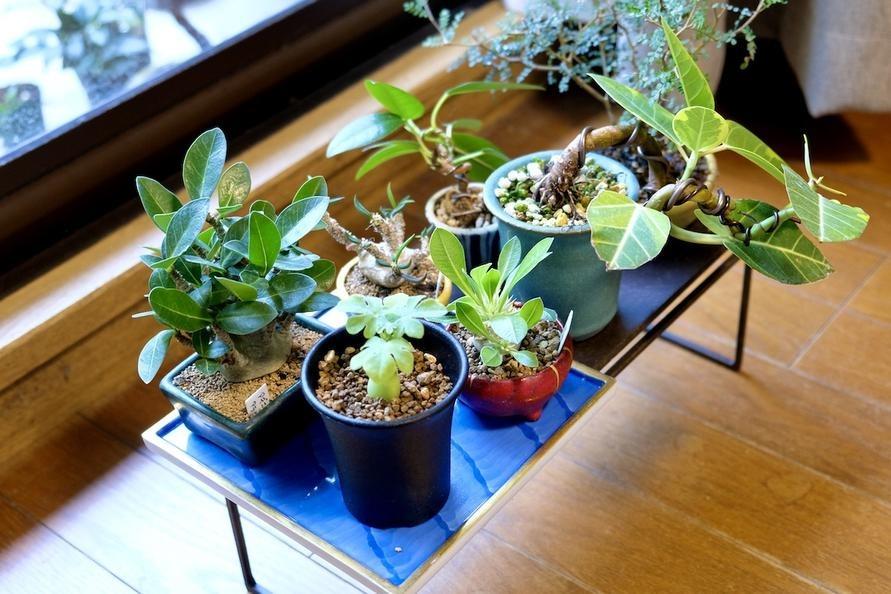 忙しくても育てられる塊根植物「コーデックス」のススメ。盆栽としても