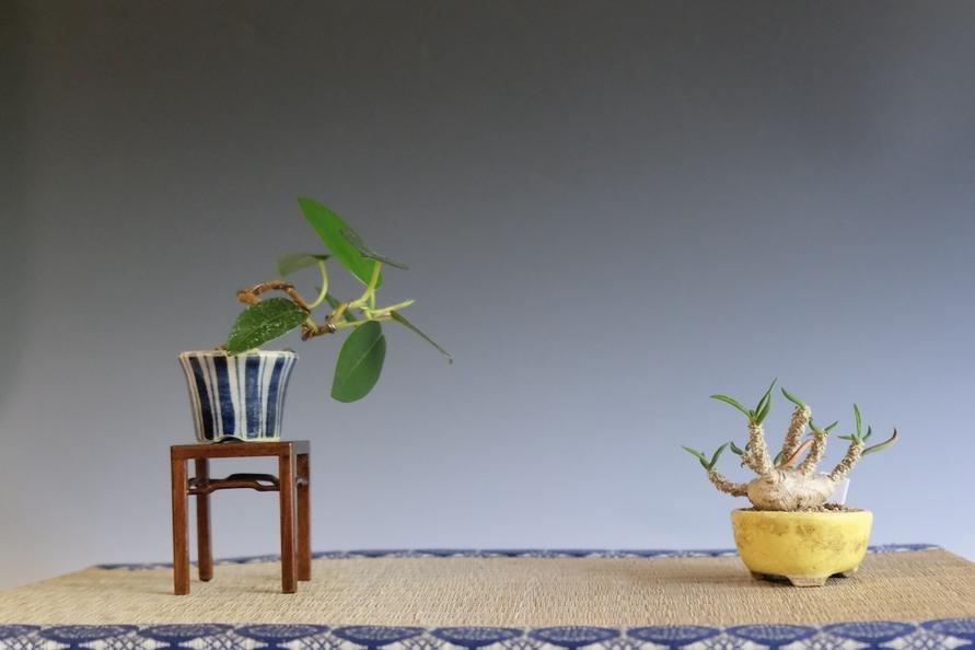 忙しくても育てられる塊根植物｢コーデックス｣のススメ。盆栽としても