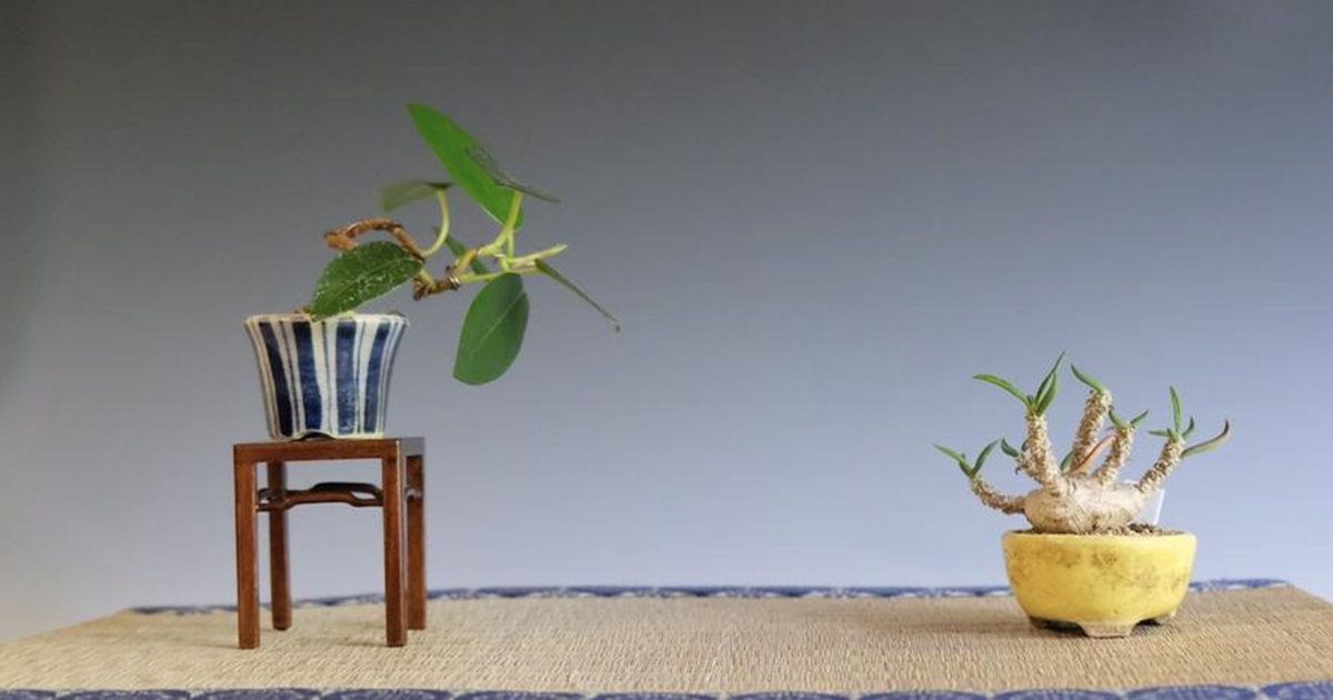 忙しくても育てられる塊根植物「コーデックス」のススメ。盆栽としても