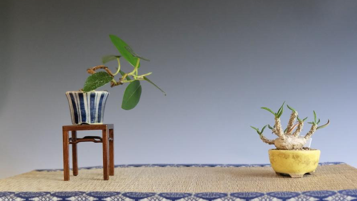忙しくても育てられる塊根植物「コーデックス」のススメ。盆栽としても