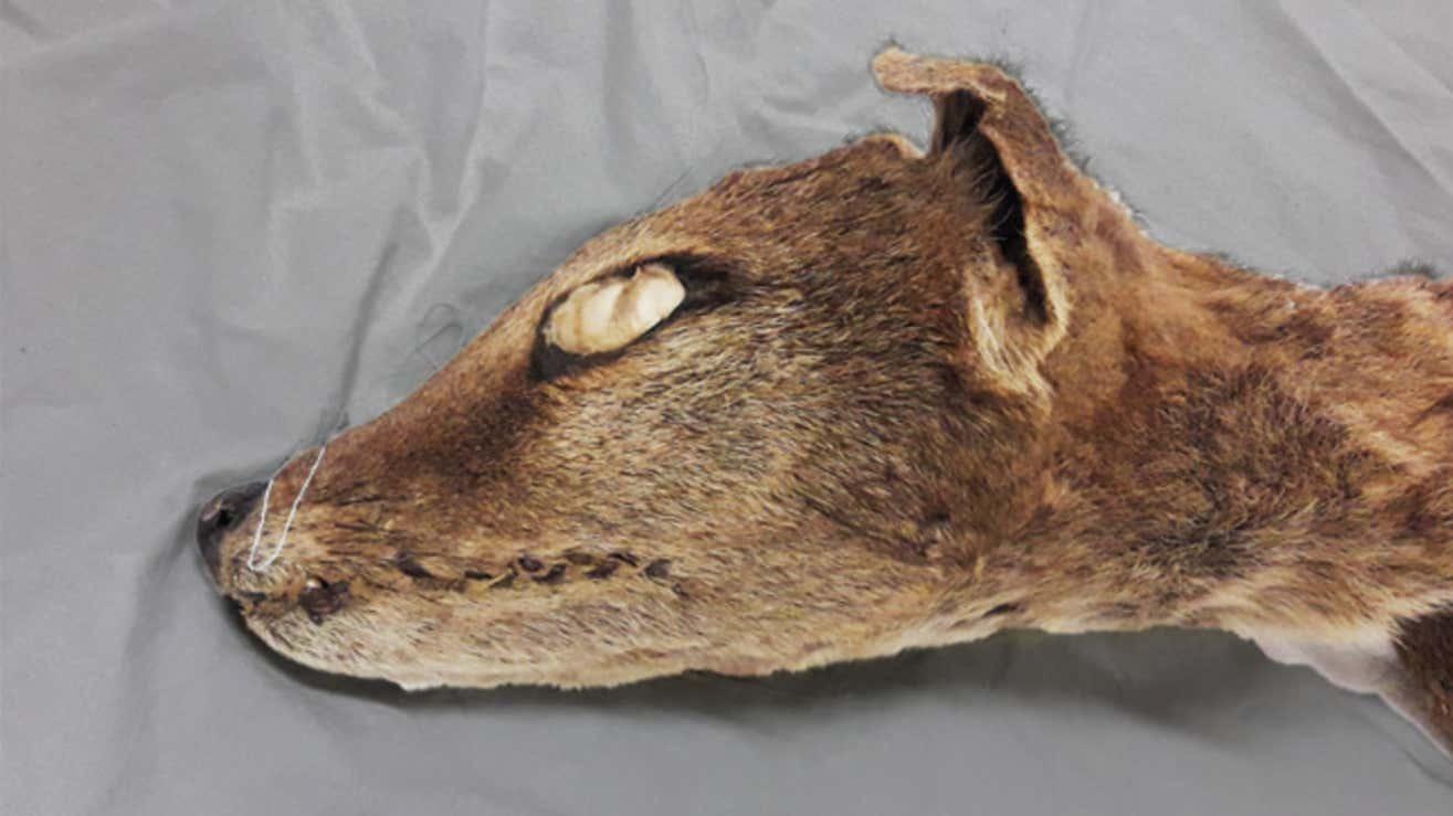 動物と共に…… 絶滅した動物をクローンで復活できる？標本からRNA抽出に成功
