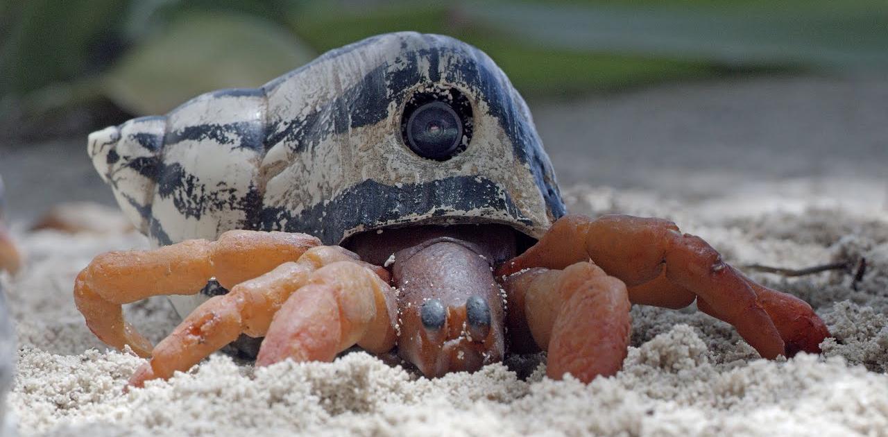 カメラを仕込んだヤドカリロボ、小さな住宅交換会を撮影
