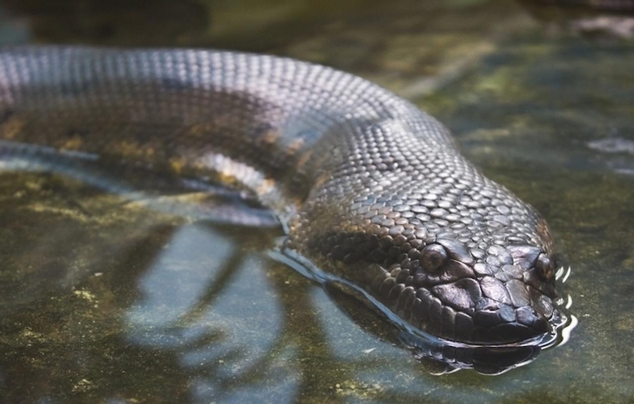 巨大蛇アナコンダに生きたまま食べられてみた結果…… | ギズモード・ジャパン