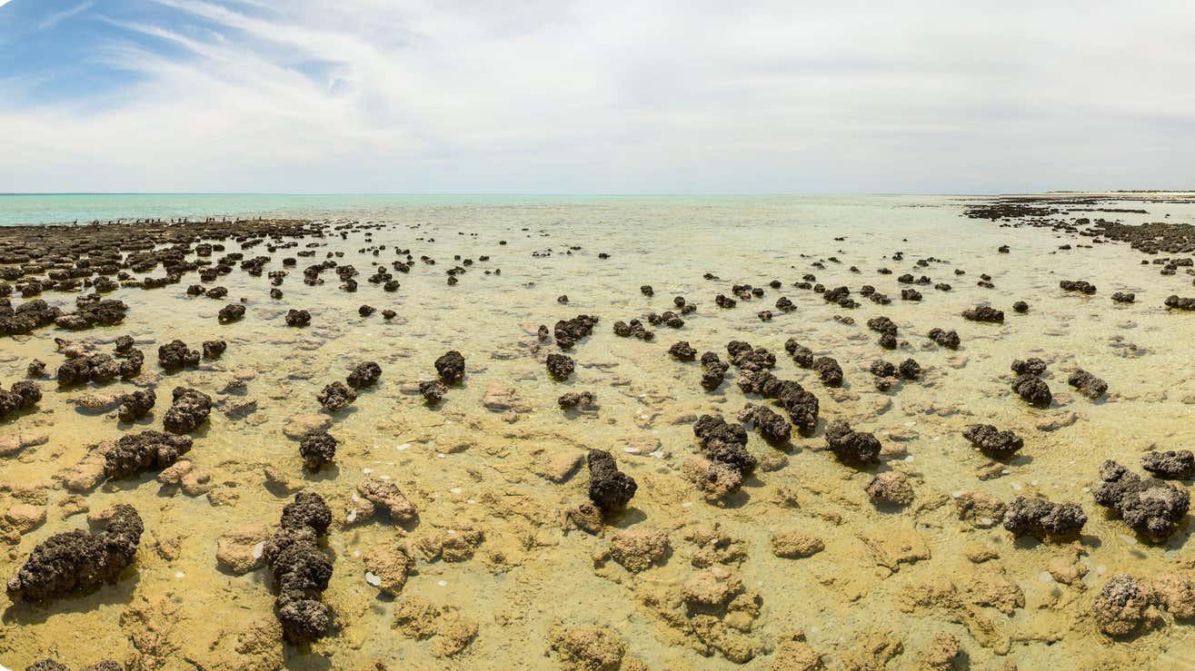 年代物の観賞木 3億5000万年前の木の葉っぱ、デカすぎです | ギズモード・ジャパン
