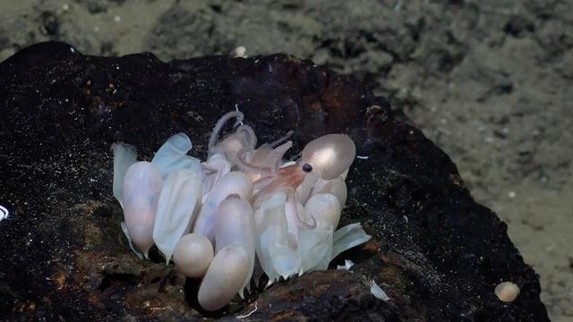 新種の深海タコの赤ちゃん、とてもかわいい