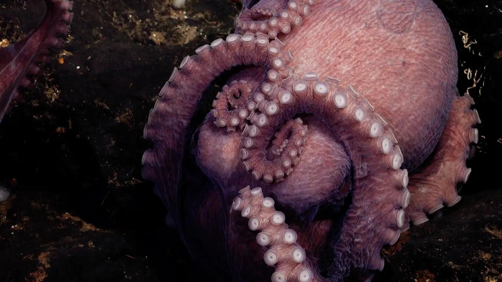 新種の深海タコの赤ちゃん、とてもかわいい | ギズモード・ジャパン