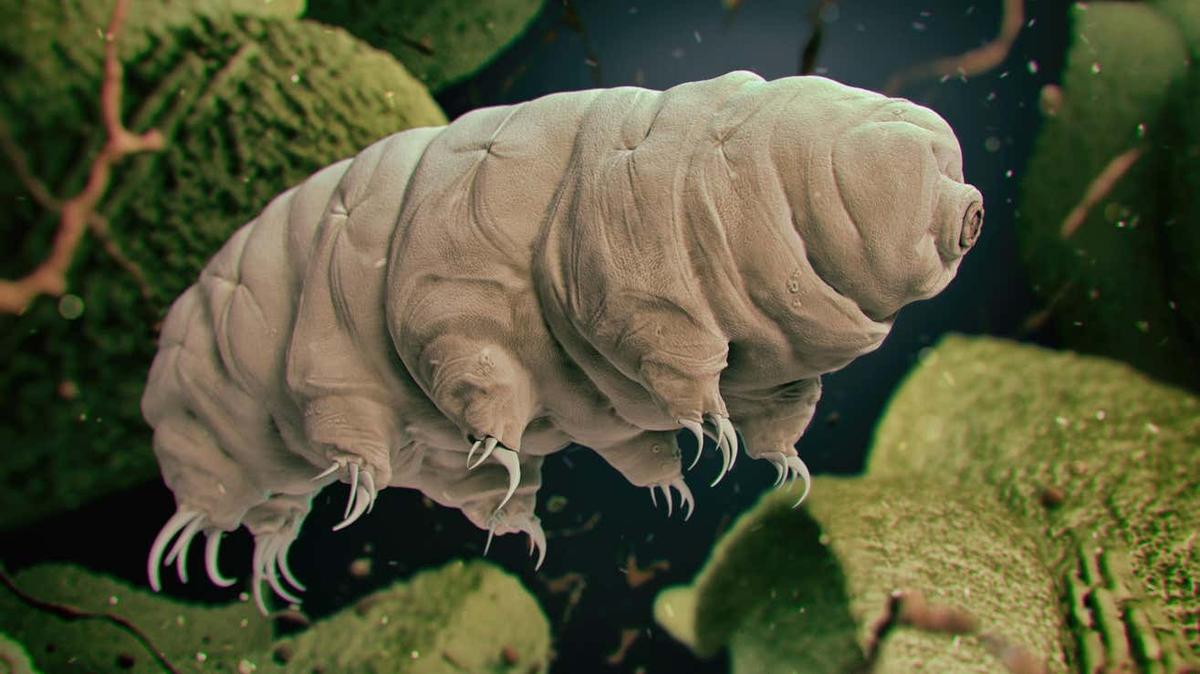 過酷な環境でも生き抜く、最強生物“クマムシ”のメカニズム（弱点）を発見 | ギズモード・ジャパン
