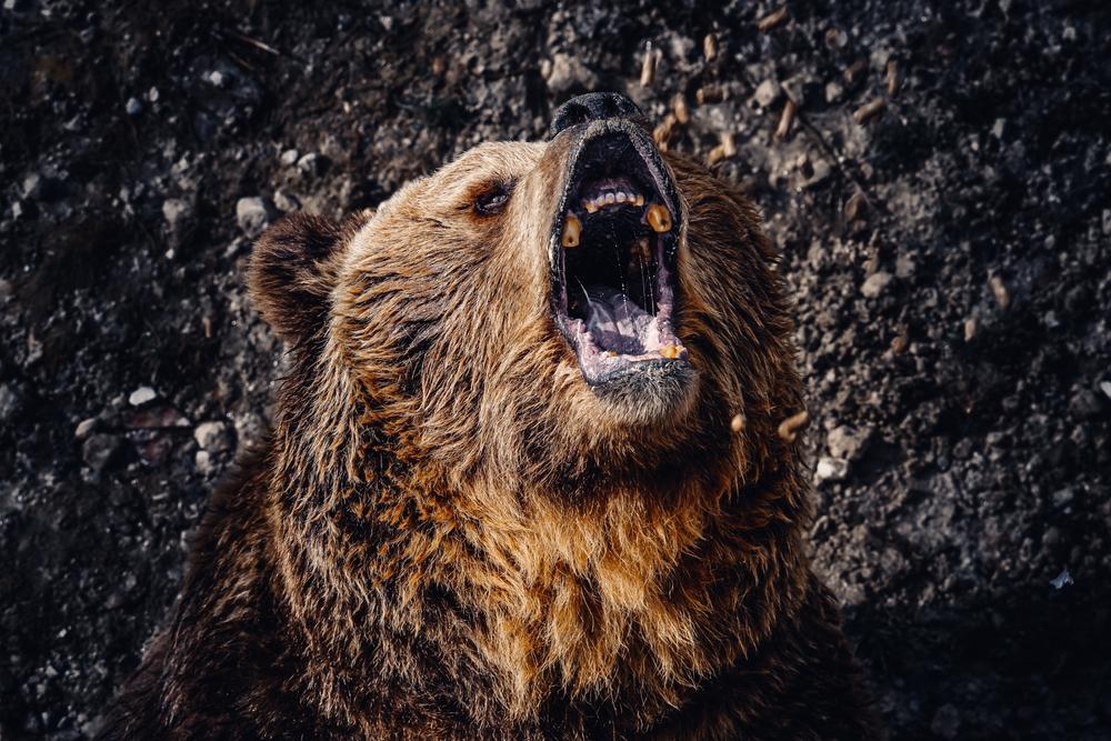 ゴールデンカムイ』のリアルさから感じるクマ映画の進化 | ギズモード・ジャパン