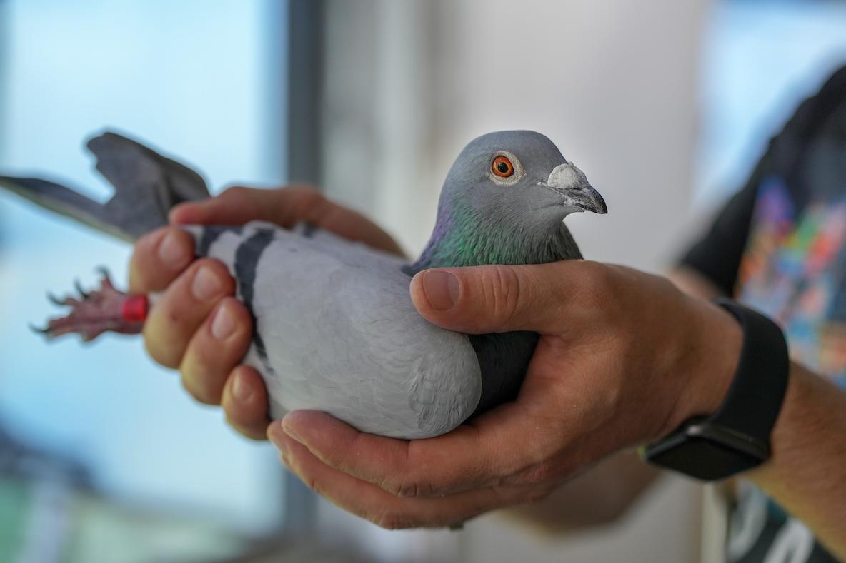 中国のスパイと疑われていた鳩、晴れて自由の身に | ギズモード・ジャパン