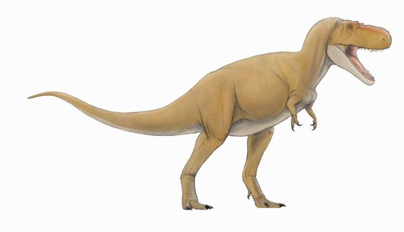 日本初の快挙。ティラノサウルスの下あご化石が熊本で発掘