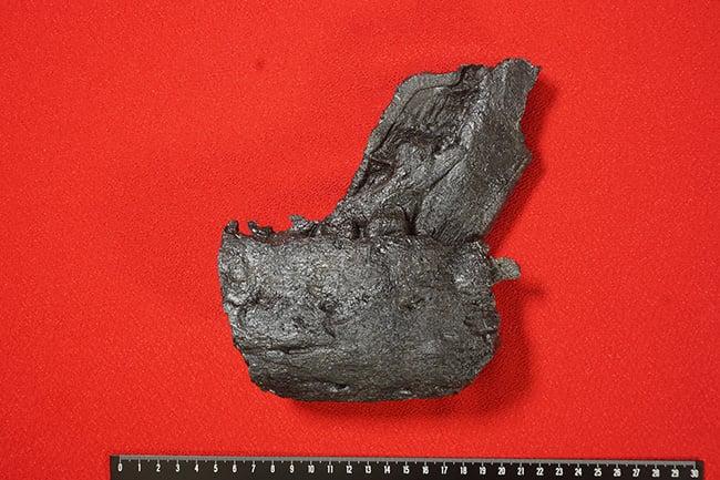 日本初の快挙。ティラノサウルスの下あご化石が熊本で発掘