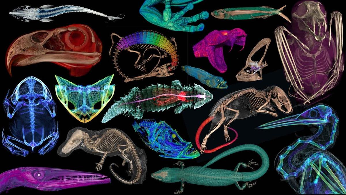博物館の生き物3D解剖図、無料で見放題 | ギズモード・ジャパン