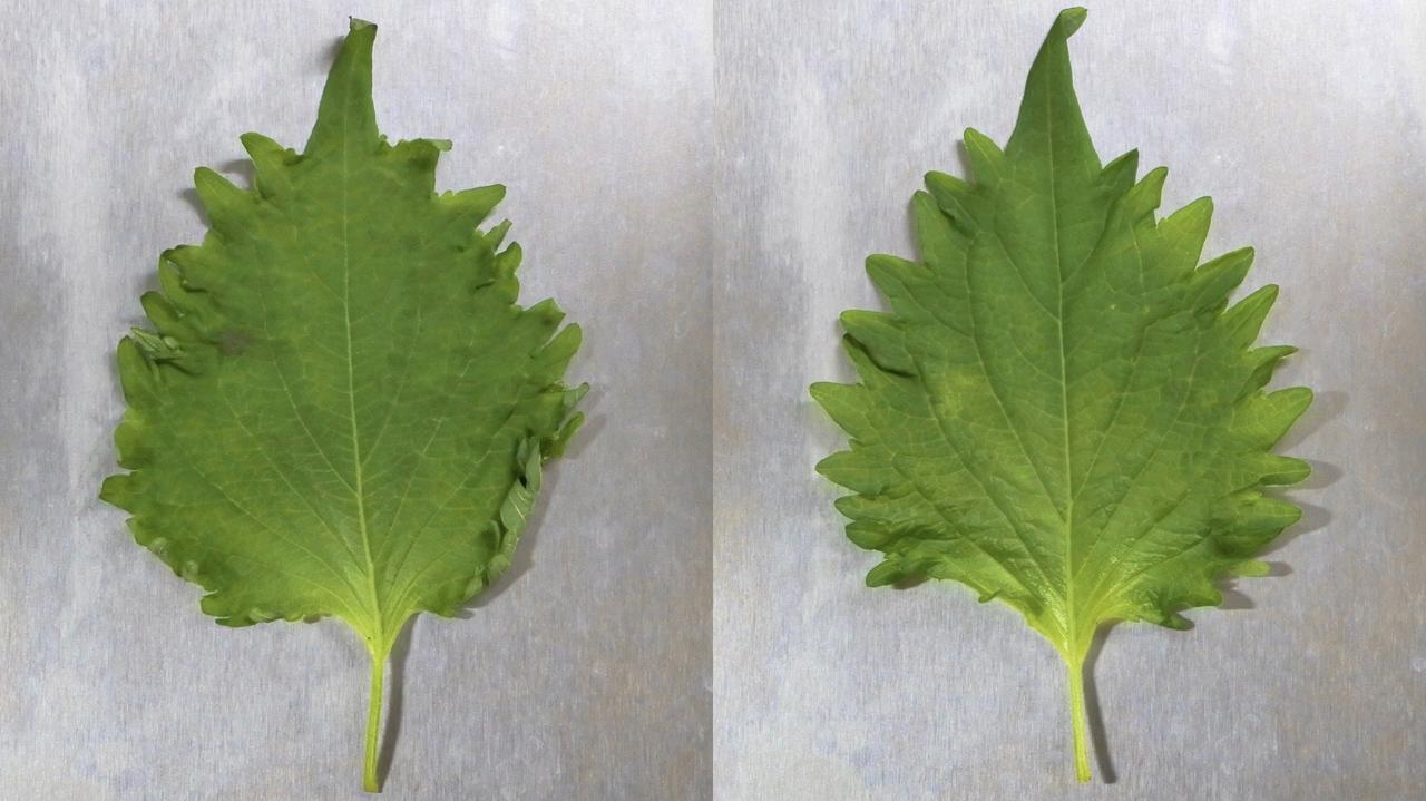 10日経っても大葉がピンピン。野菜や果物を長持ちさせる無印良品の袋