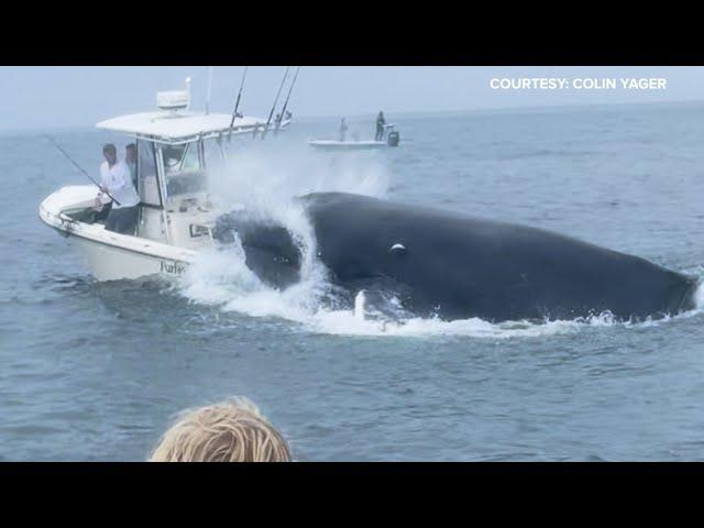 新作人気 クジラのタックルで船が転覆する衝撃的な光景 | ギズモード 絵画