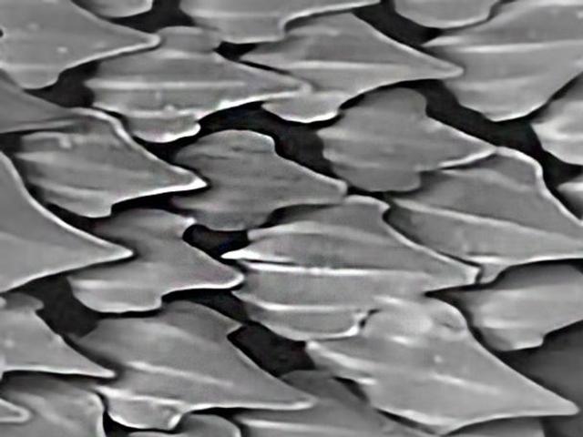 AeroSHARK Skin