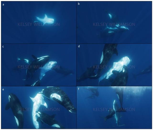 Attacking technique in the ocean