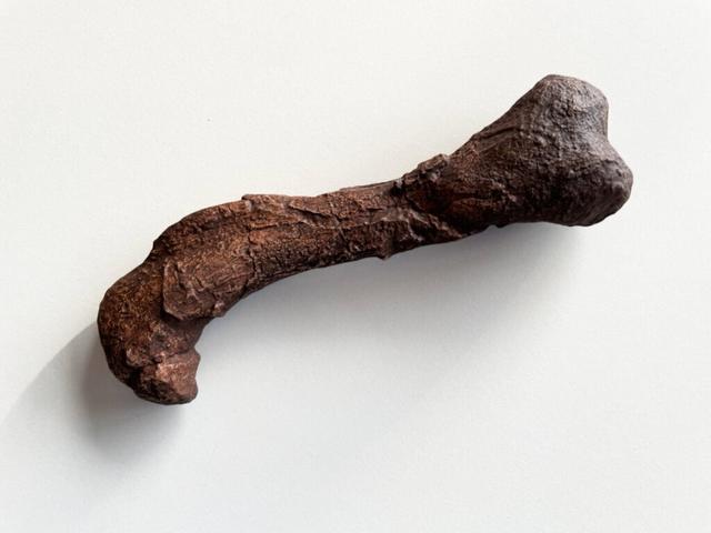Gorgonopsian femur