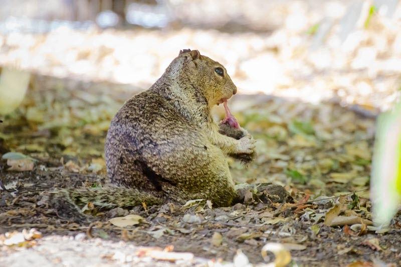 小紋　袷　ネズミ　リス　鳥 肉の味を覚えたリス、ネズミを狩る | ギズモード・ジャパン