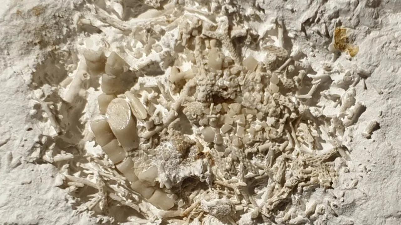 それって化石になるの？デンマークで見つかった化石が斜め上すぎ
