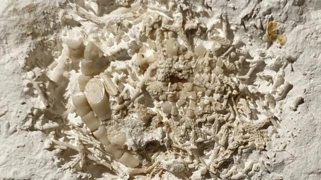 それって化石になるの？デンマークで見つかった化石が斜め上すぎた