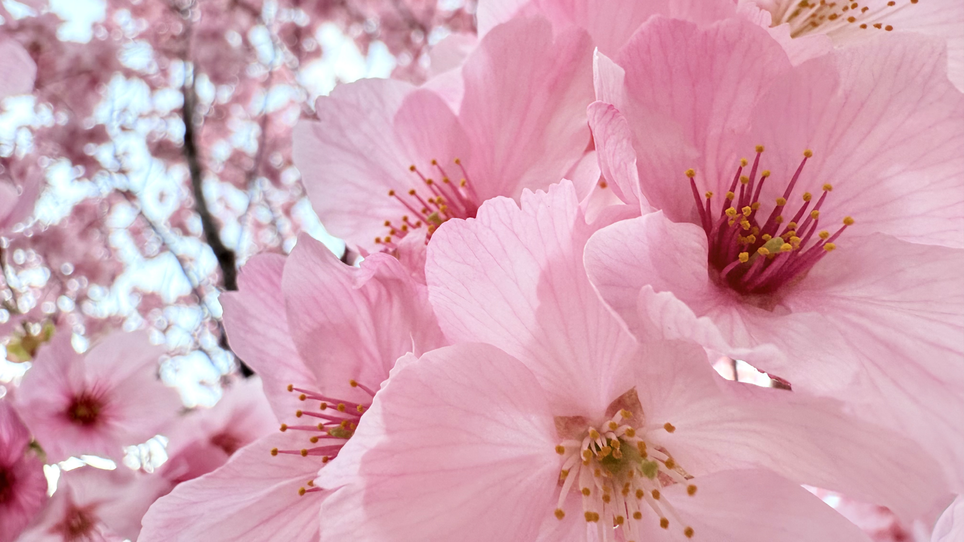 Gizpicture.001.png?w=1280